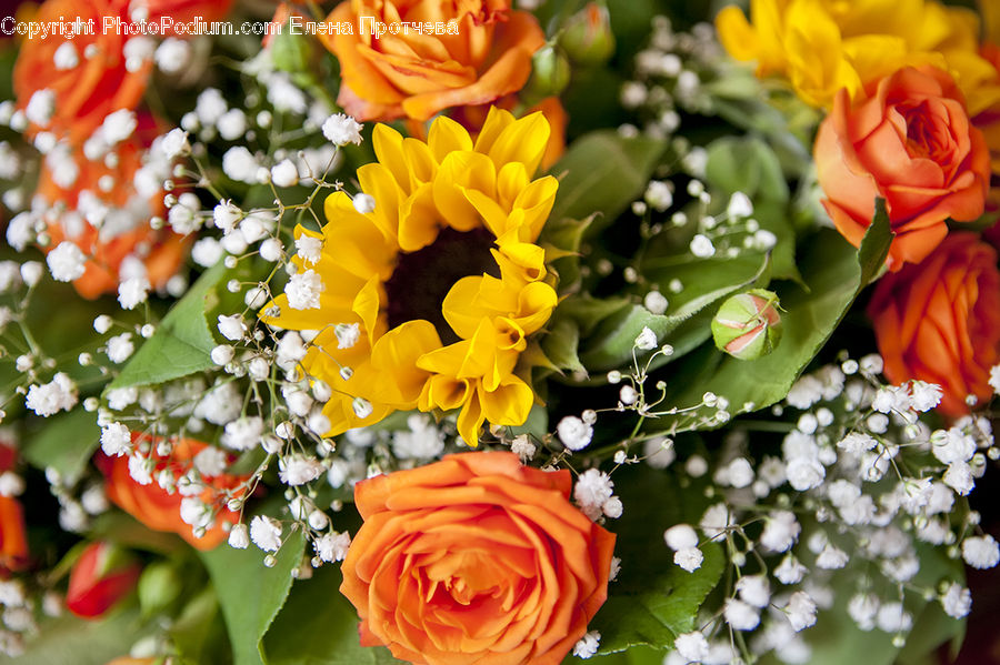 Flower, Flower Arrangement, Flower Bouquet, Blossom, Plant, Rose, Floral Design