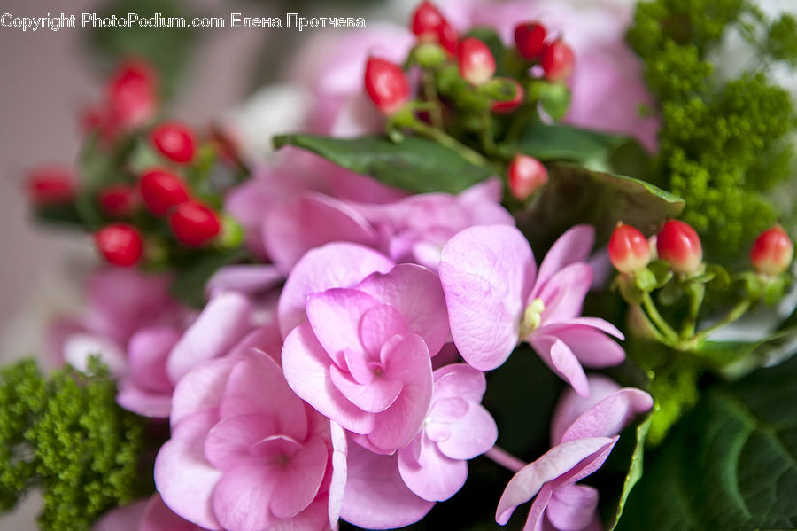 Plant, Potted Plant, Broccoli, Produce, Vegetable, Blossom, Flora