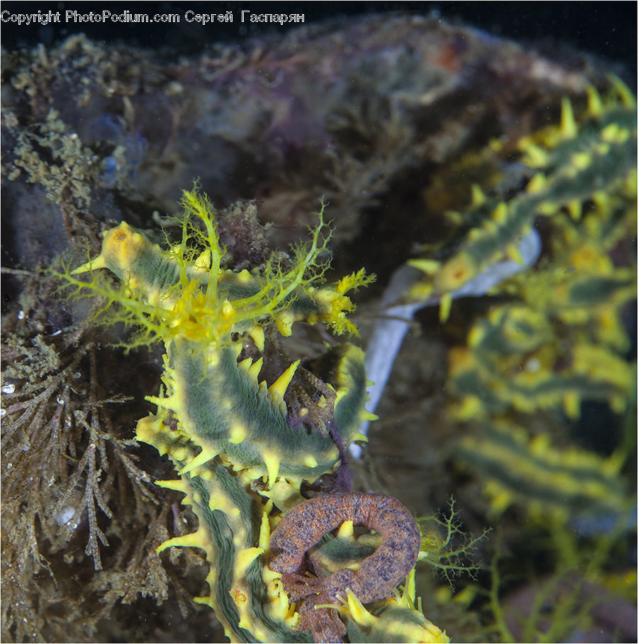 Mammal, Sea Life, Seahorse, Coral Reef, Outdoors, Reef, Sea