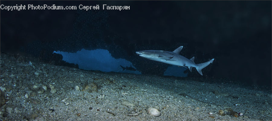 Fish, Sea Life, Shark, Bonito, Coho, Trout
