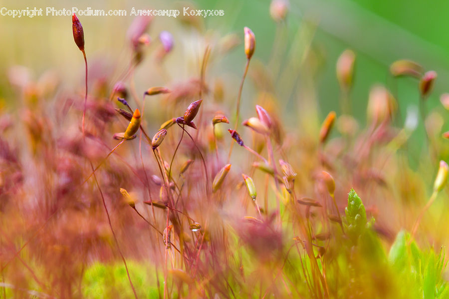 Field, Grass, Grassland, Plant, Moss, Flora, Pollen