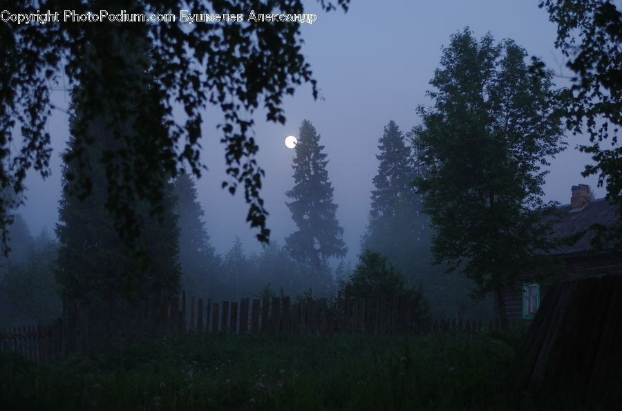 Fog, Mist, Outdoors, Forest, Vegetation, Conifer, Fir