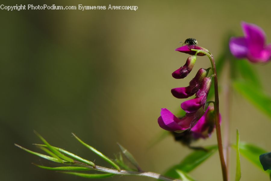 Bud, Plant, Blossom, Flora, Flower, Geranium, Gladiolus