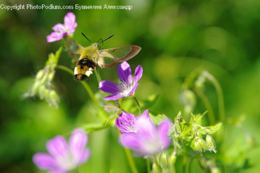 Bee, Insect, Invertebrate, Flora, Pollen, Blossom, Crocus