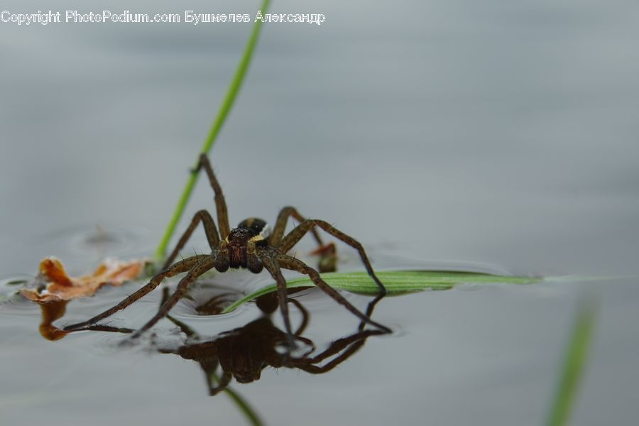 Insect, Invertebrate, Arachnid, Garden Spider, Spider, Aphid