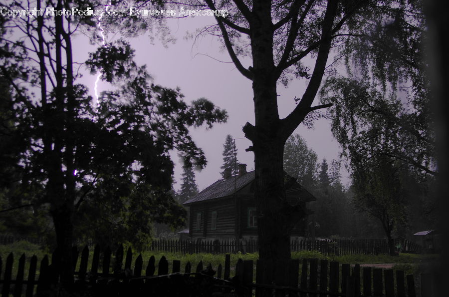 Fence, Oak, Tree, Wood, Plant, Silhouette, Conifer