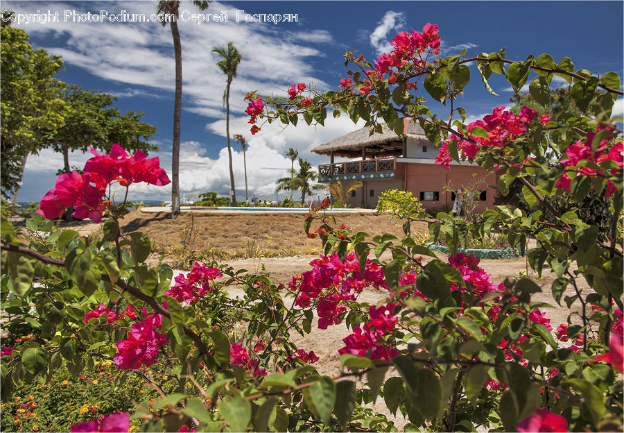 Blossom, Flora, Flower, Geranium, Plant, Bush, Vegetation