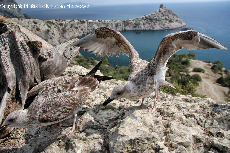 Bird, Booby, Albatross, Seagull, Animal, Zoo