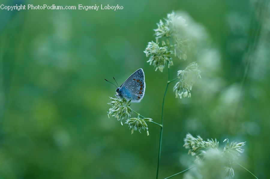Butterfly, Insect, Invertebrate, Dill, Plant, Conifer, Fir