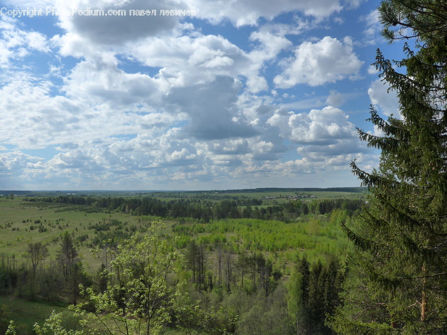 Conifer, Fir, Plant, Tree, Cloud, Cumulus, Sky