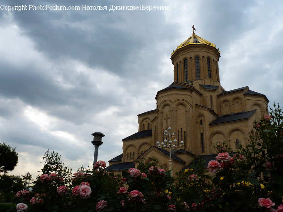 Plant, Potted Plant, Architecture, Bell Tower, Clock Tower, Tower, Blossom