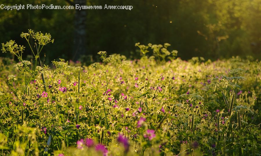 Blossom, Flora, Flower, Plant, Cosmos, Field, Grass