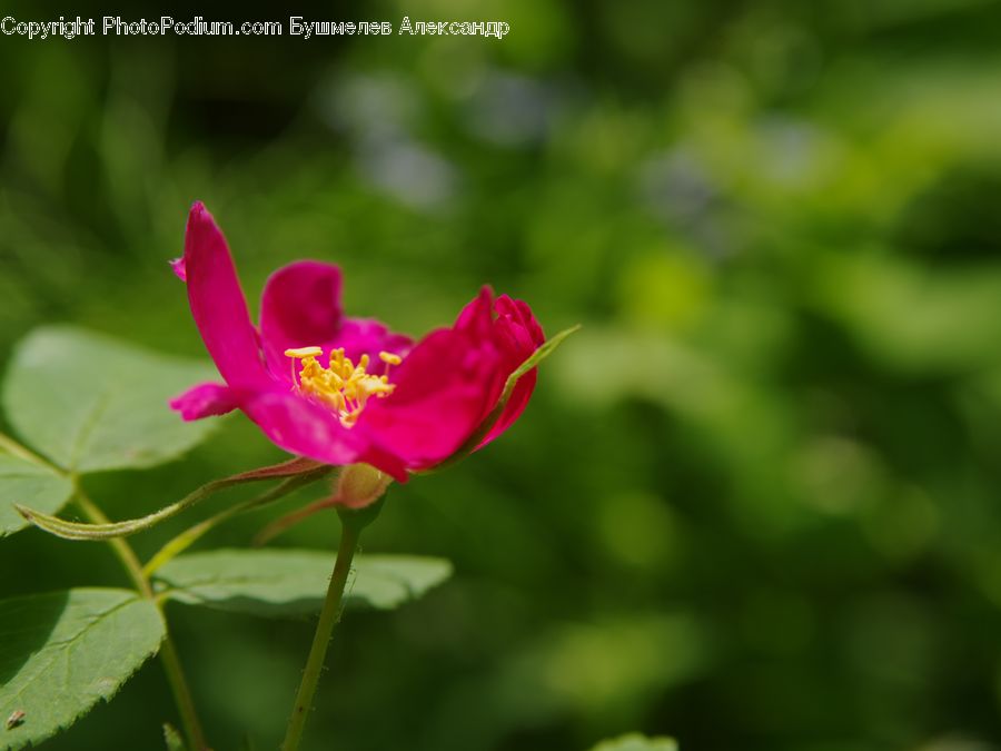 Cosmos, Blossom, Flora, Flower, Plant, Geranium, Dahlia