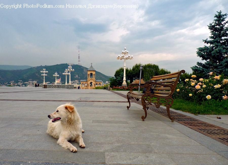 Bench, Animal, Chow, Dog, Pet, Canine, Golden Retriever