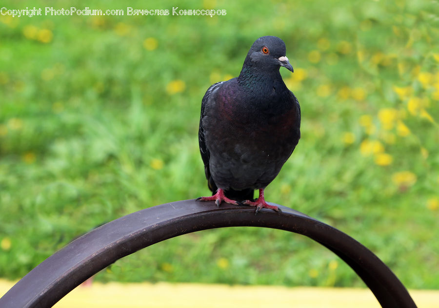 Bird, Dove, Pigeon, Blackbird