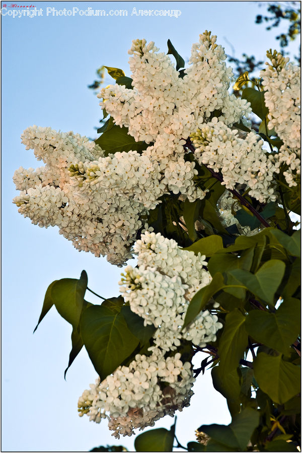 Blossom, Flower, Lilac, Plant, Flora, Potted Plant, Cherry Blossom