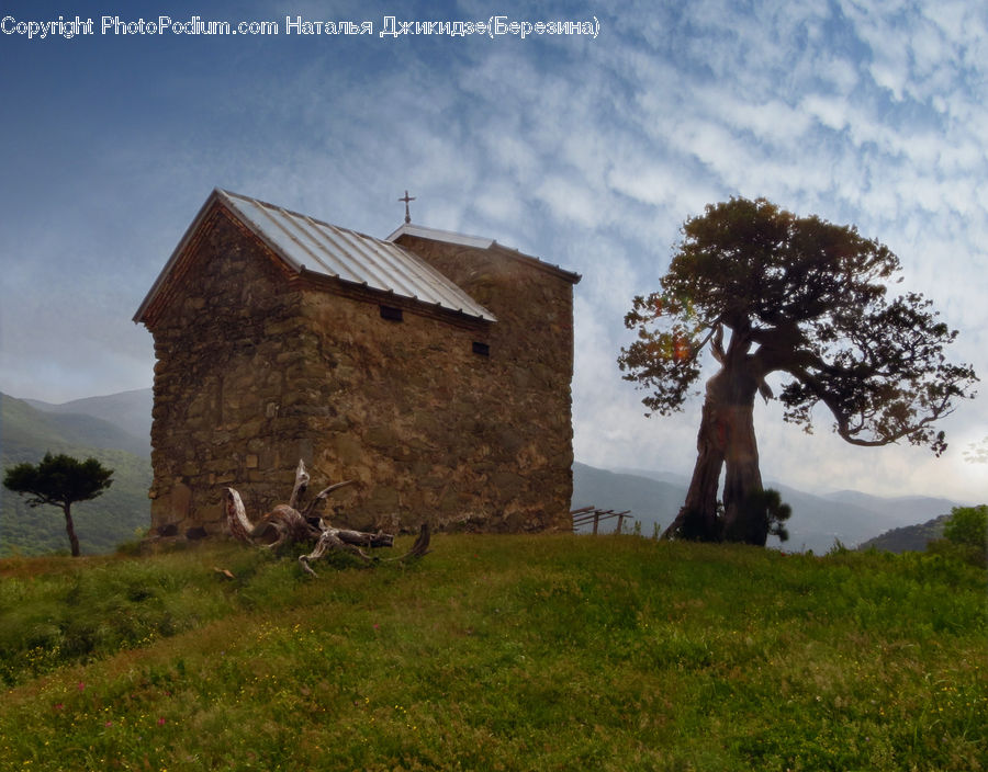 Plant, Tree, Animal, Zoo, Oak, Wood, Building