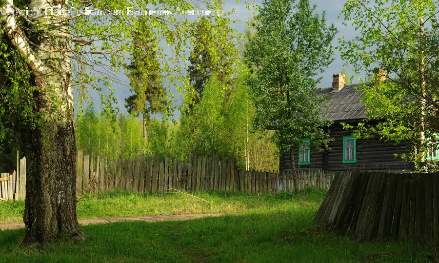 Bench, Conifer, Fir, Plant, Tree, Ivy, Vine