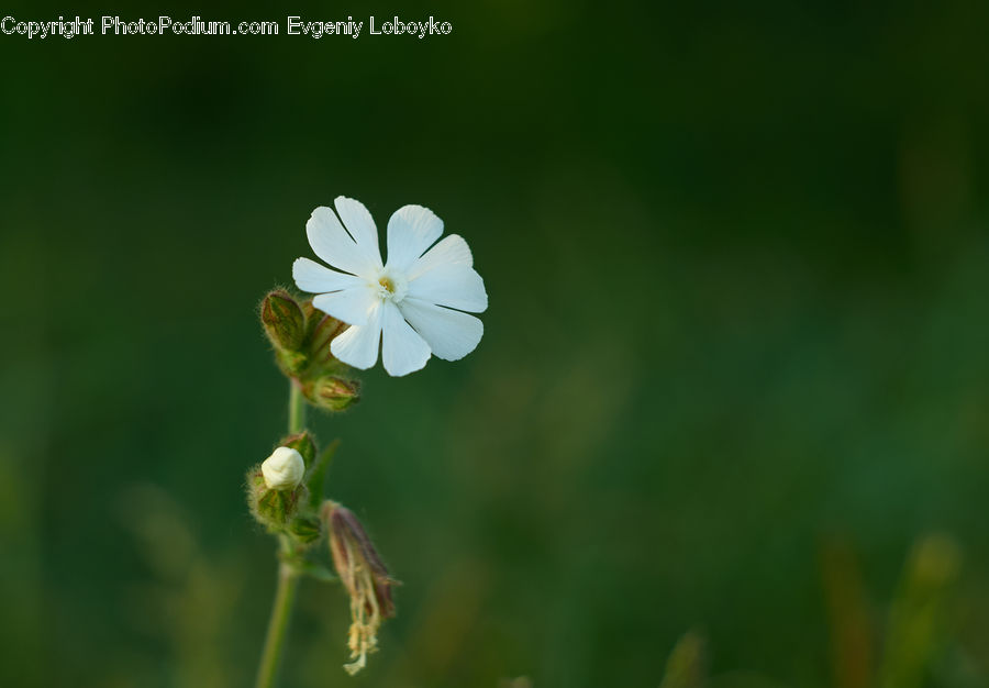 Fiber, Flax, Flora, Flower, Plant, Cosmos, Blossom