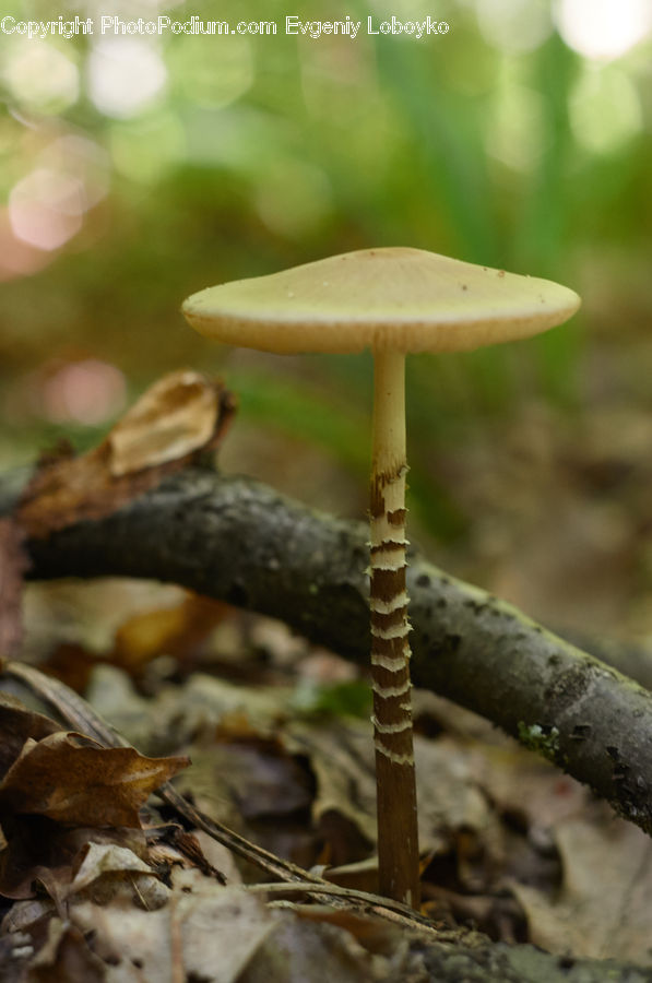 Agaric, Amanita, Fungus, Mushroom, Plant, Leaf, Outdoors