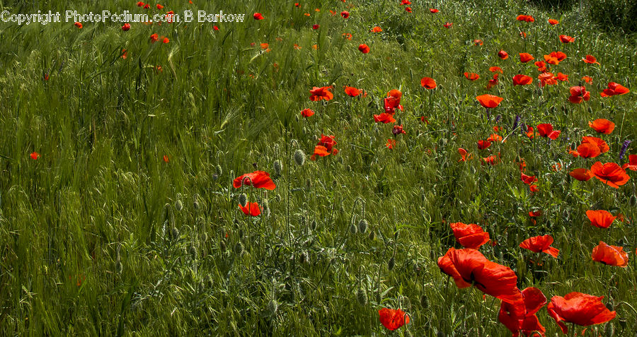 Blossom, Flora, Flower, Plant, Poppy, Field, Grass