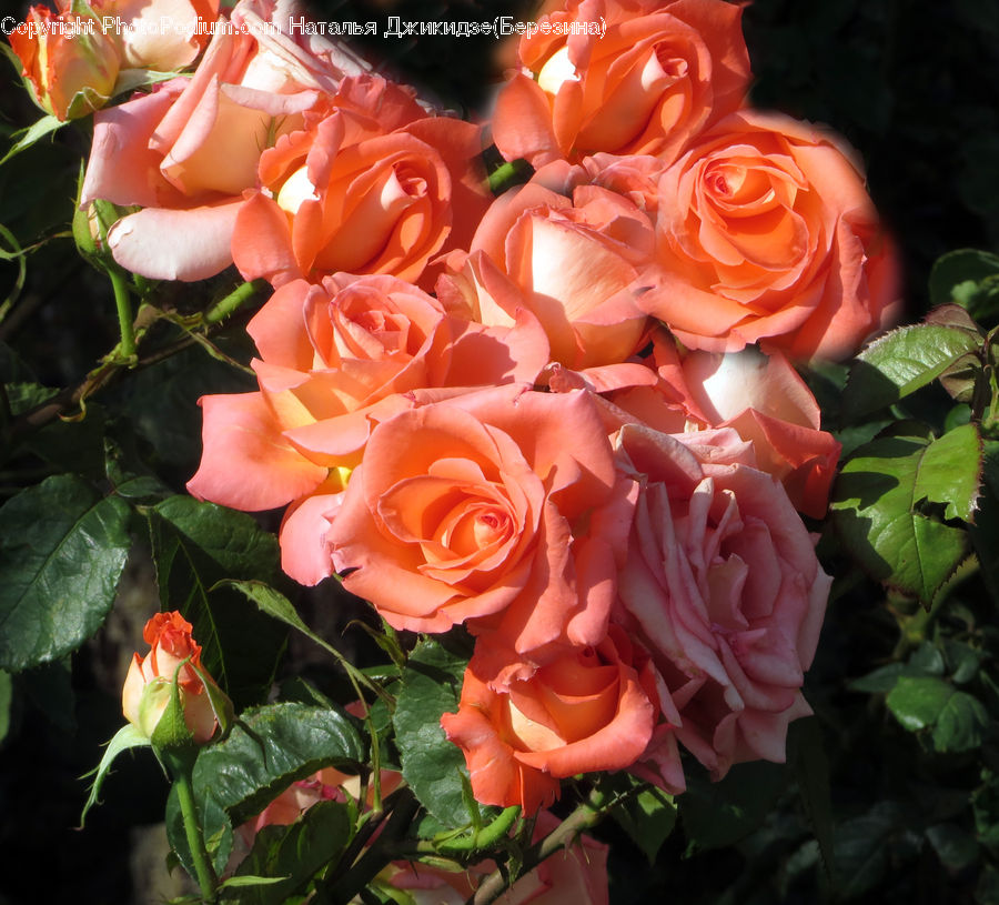 Blossom, Flower, Plant, Rose, Flower Arrangement, Flower Bouquet, Potted Plant