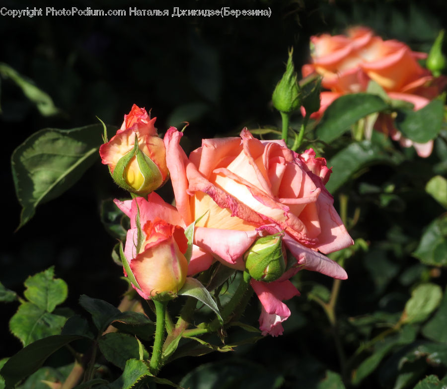 Blossom, Flower, Plant, Rose, Bud, Flower Arrangement, Flower Bouquet
