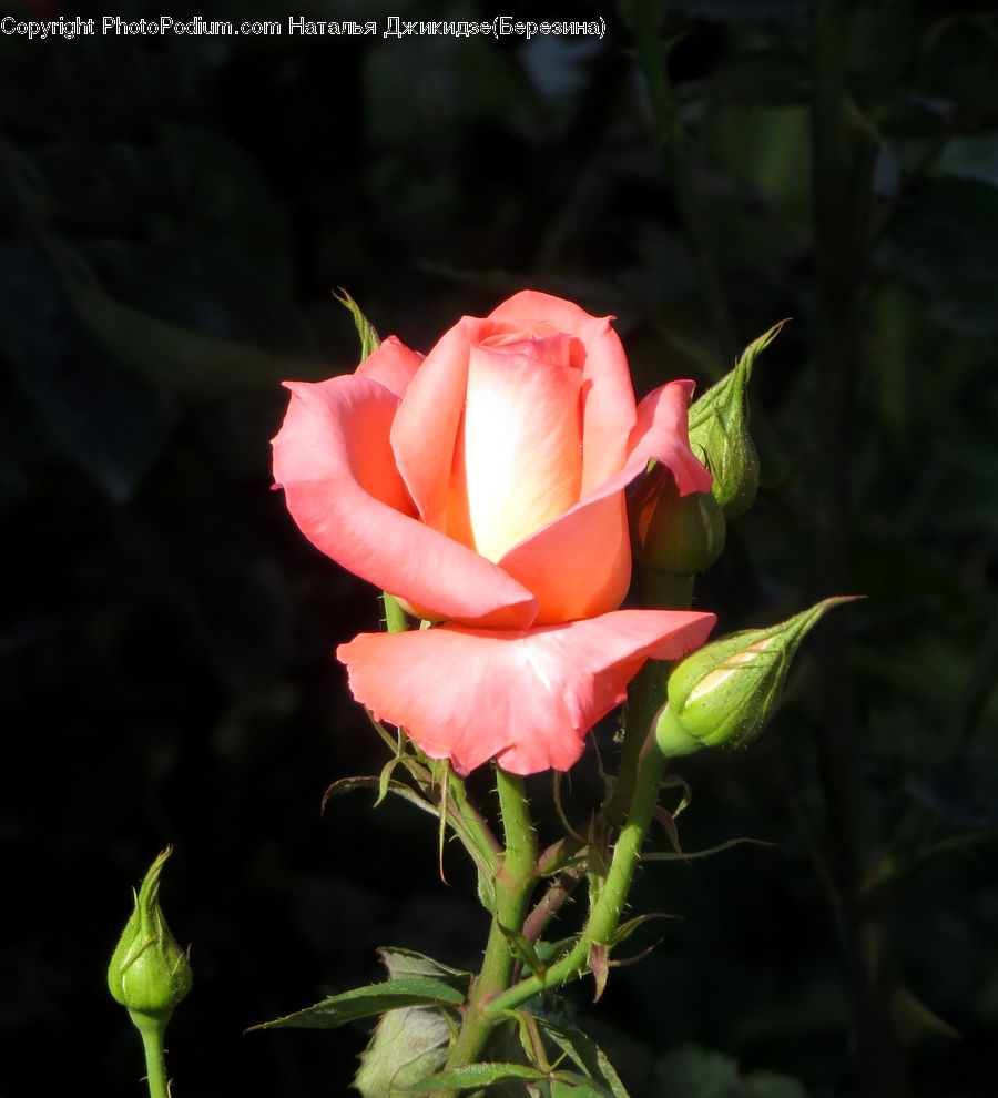 Blossom, Flower, Plant, Rose, Flora, Bud, Geranium