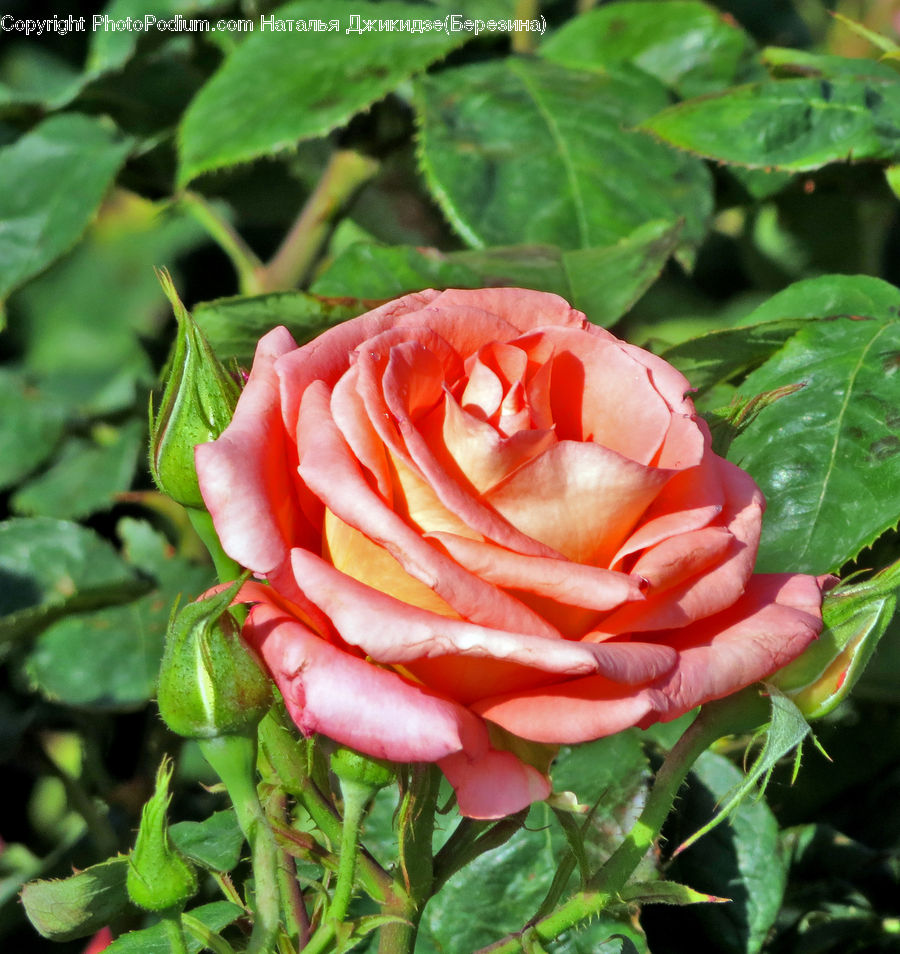 Blossom, Flower, Plant, Rose, Flora, Geranium, Flower Arrangement