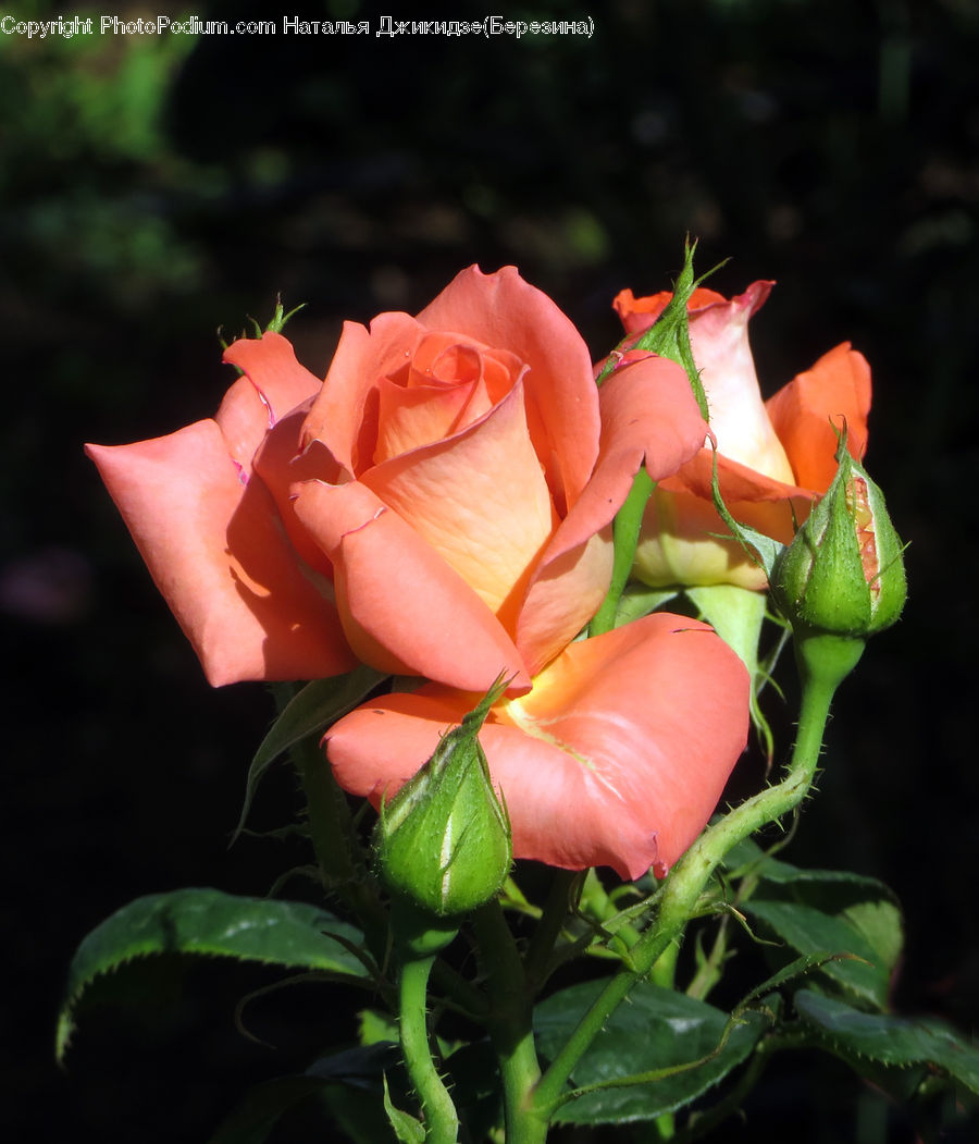 Blossom, Flower, Plant, Rose, Flora, Petal, Flower Arrangement