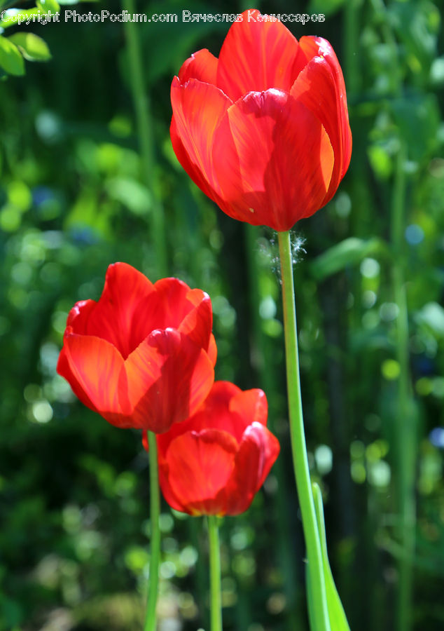 Blossom, Flora, Flower, Plant, Tulip, Poppy, Carnation