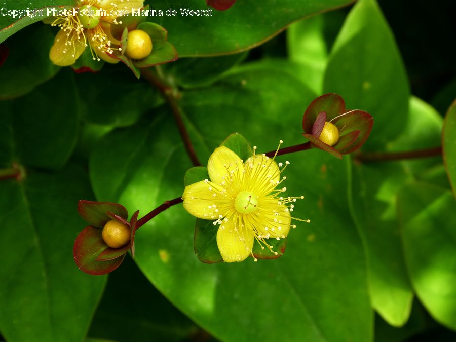 Blossom, Flora, Flower, Plant, Asteraceae, Flare, Light