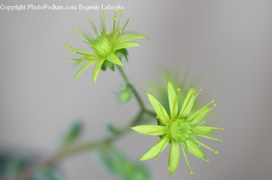 Dill, Plant, Blossom, Flora, Flower, Geranium, Aster