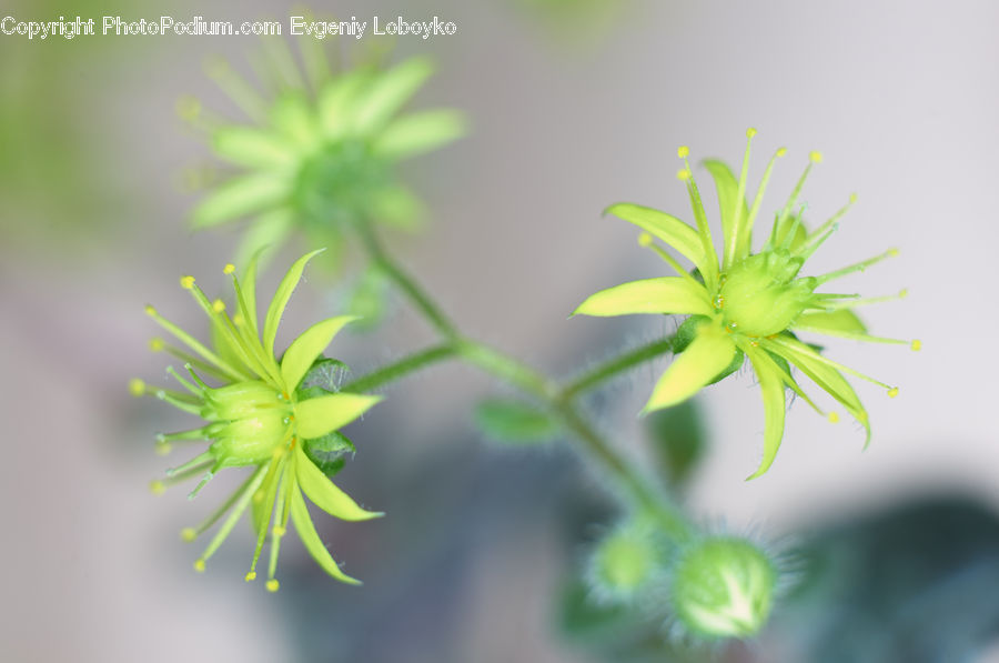 Dill, Plant, Blossom, Flora, Flower, Geranium, Apiaceae