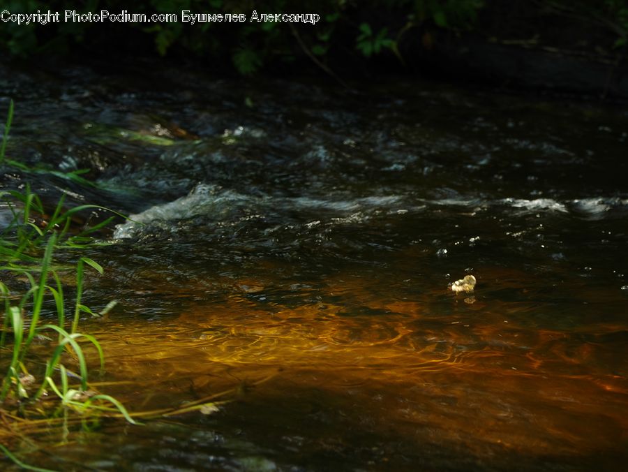 Creek, Outdoors, River, Water, Pond, Land, Marsh