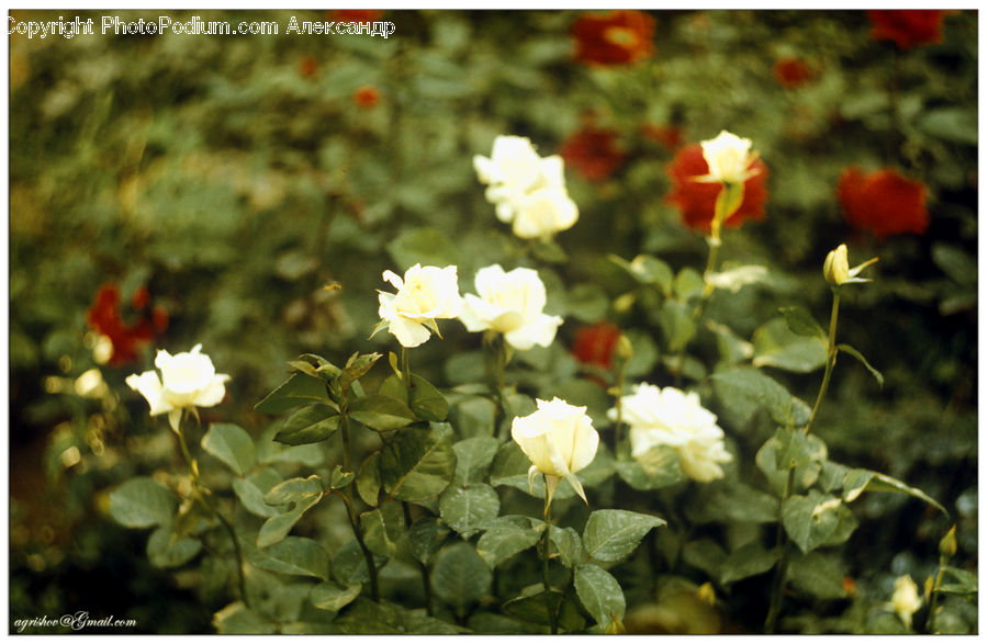 Flora, Flower, Hibiscus, Plant, Poppy, Blossom, Geranium