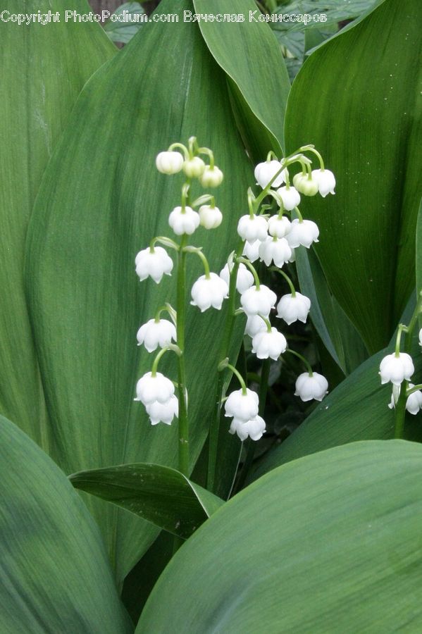 Plant, Blossom, Flora, Flower, Gladiolus, Amaryllidaceae, Fiber