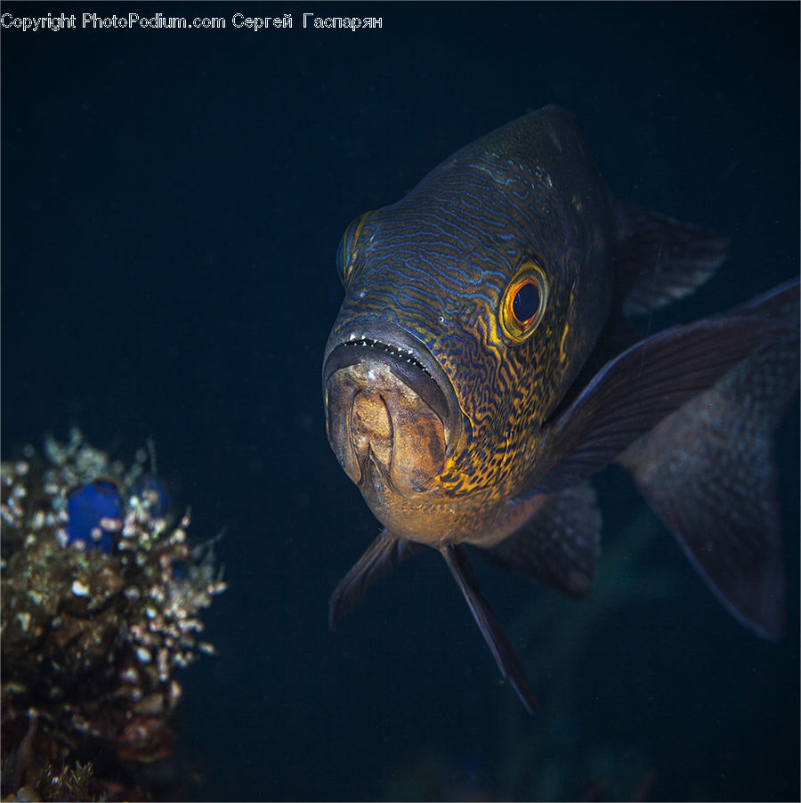 Fish, Sea Life, Coral Reef, Outdoors, Reef, Sea, Water
