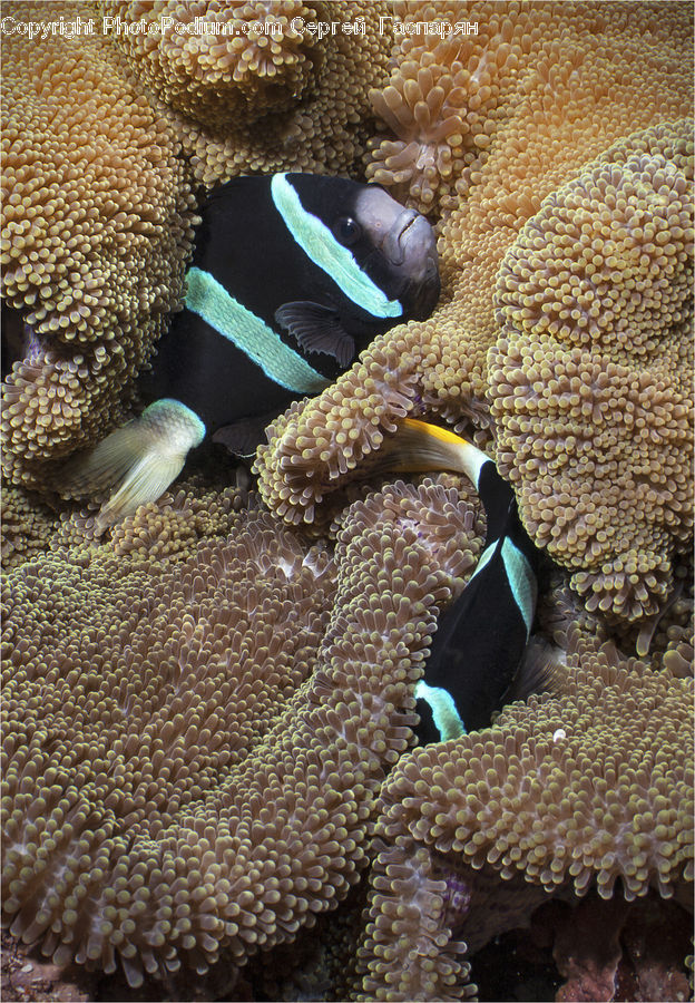 Amphiprion, Fish, Sea Life, Invertebrate, Sea Anemone, Coral Reef, Outdoors
