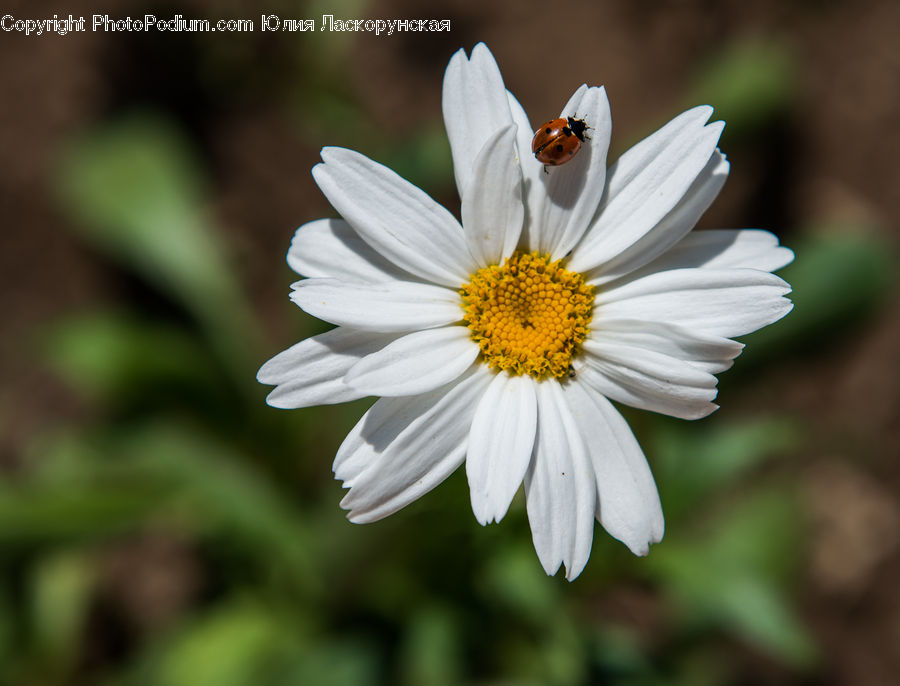 Flora, Pollen, Daisies, Daisy, Flower, Plant, Cosmos