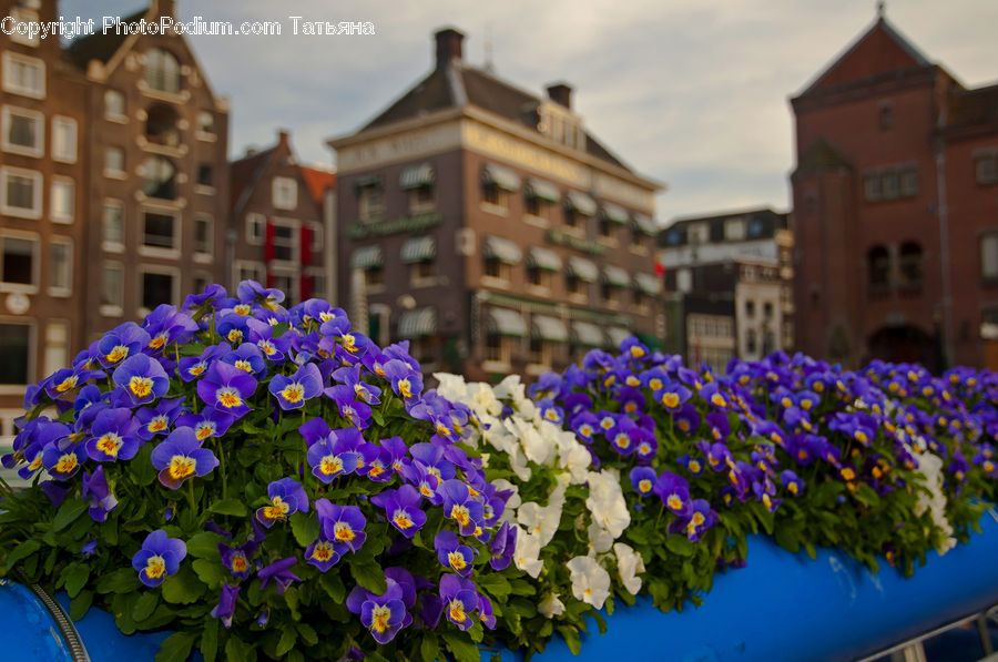 Blossom, Crocus, Flora, Flower, Plant, Violet, Geranium