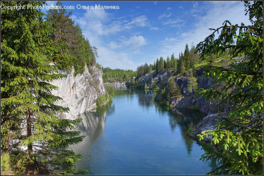 Conifer, Fir, Plant, Tree, Outdoors, River, Water