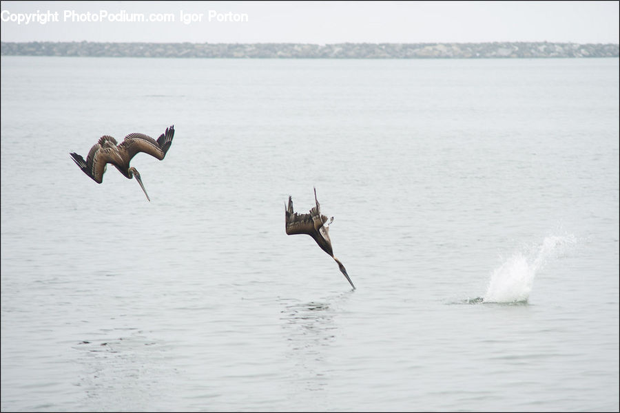 Bird, Pelican, Ocean, Outdoors, Sea, Water, Stork