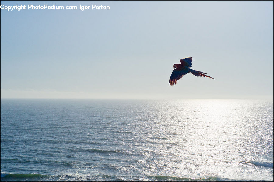 Bird, Macaw, Parrot, Outdoors, Sea, Water, Ocean