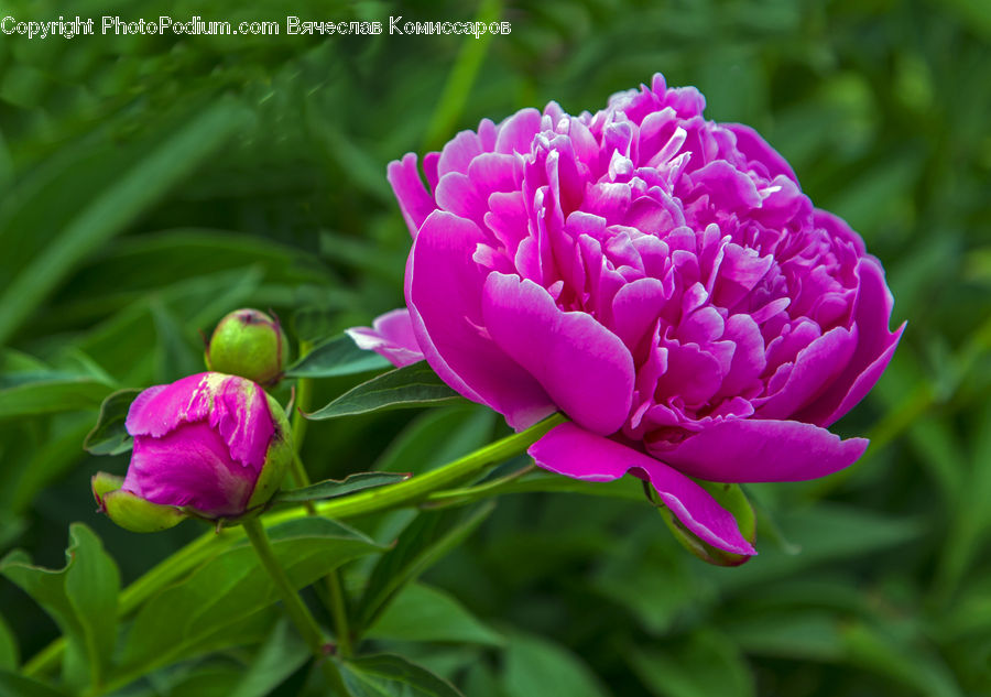 Blossom, Flower, Peony, Plant, Flora, Crocus, Carnation