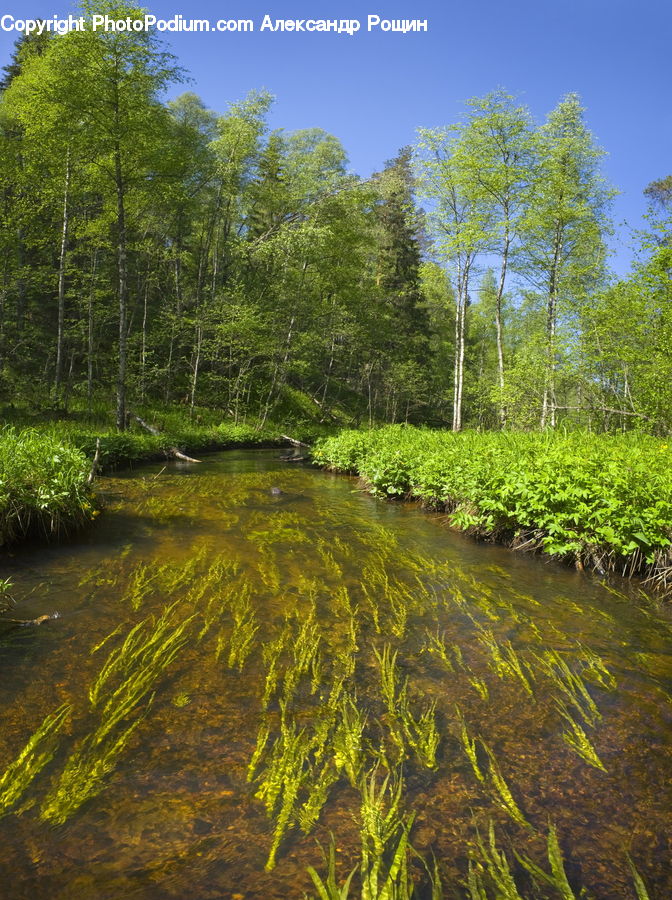 Outdoors, Pond, Water, Plant, Vegetation, Forest, Field