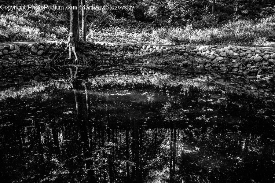 Forest, Vegetation, Jungle, Rainforest, Grove, Land, Plant