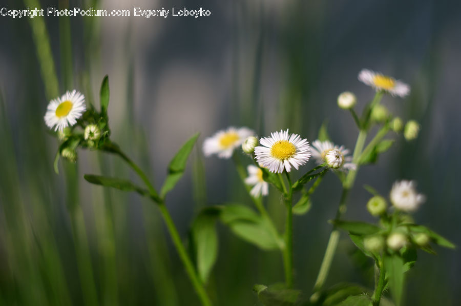 Daisies, Daisy, Flower, Plant, Asteraceae, Blossom, Flora