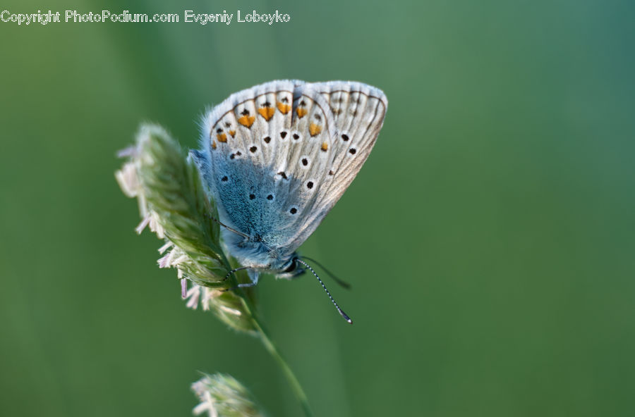 Butterfly, Insect, Invertebrate, Arachnid, Garden Spider, Spider, Blossom