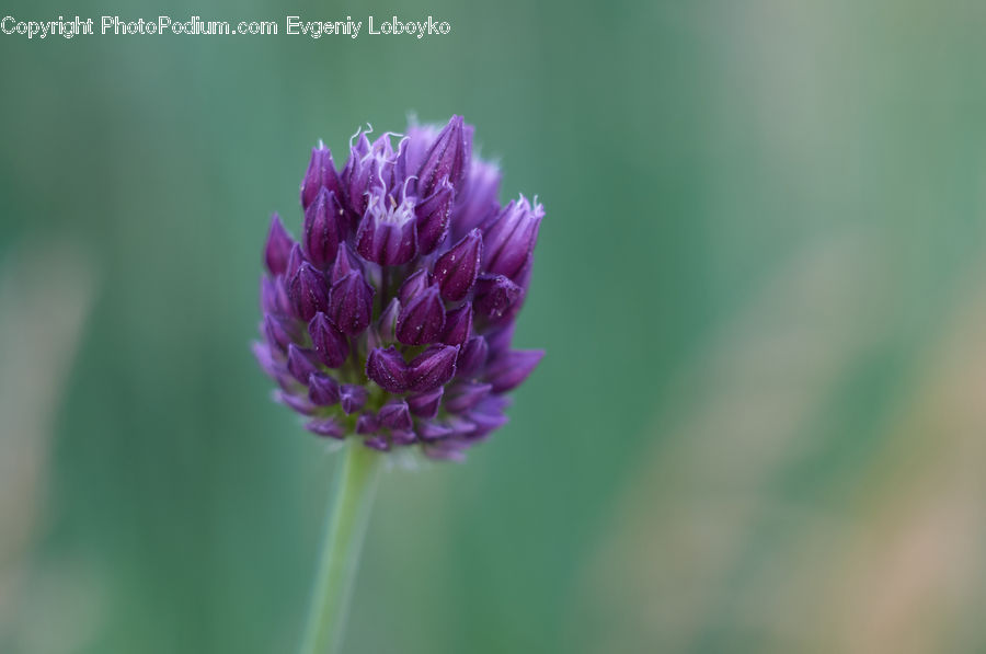 Allium, Blossom, Flora, Flower, Plant, Lavender, Geranium